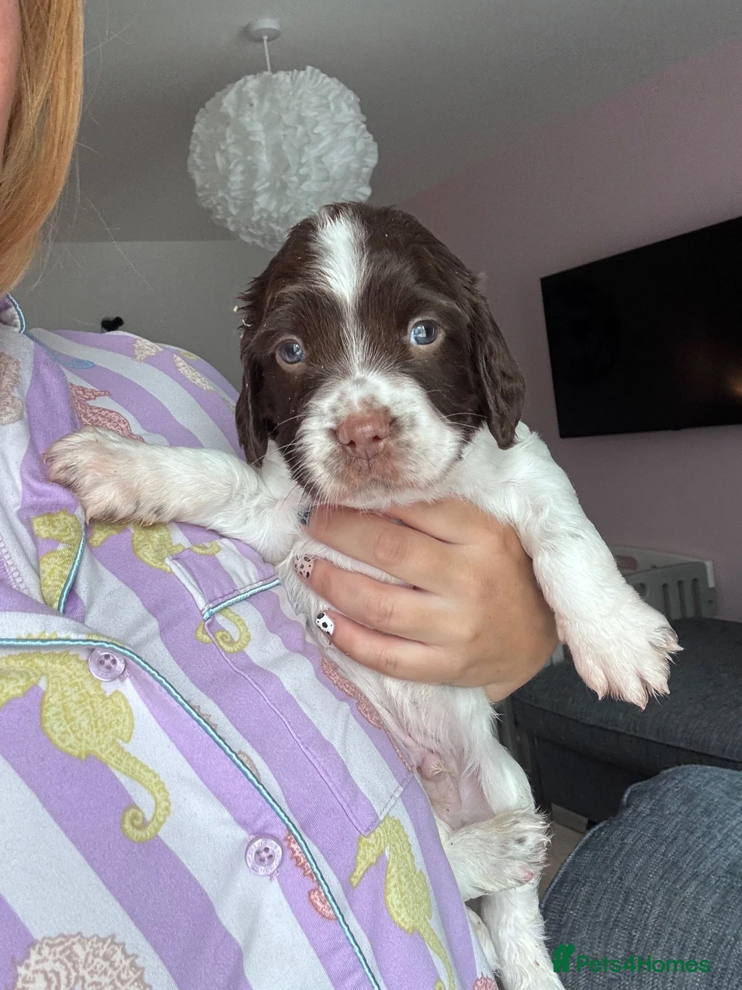 English Springer Spaniel dogs for sale: English Springer Spaniel Pups - Advert 2