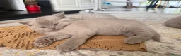 British Shorthair cats for sale: Lilac British shorthair GCCF registered - Advert 12