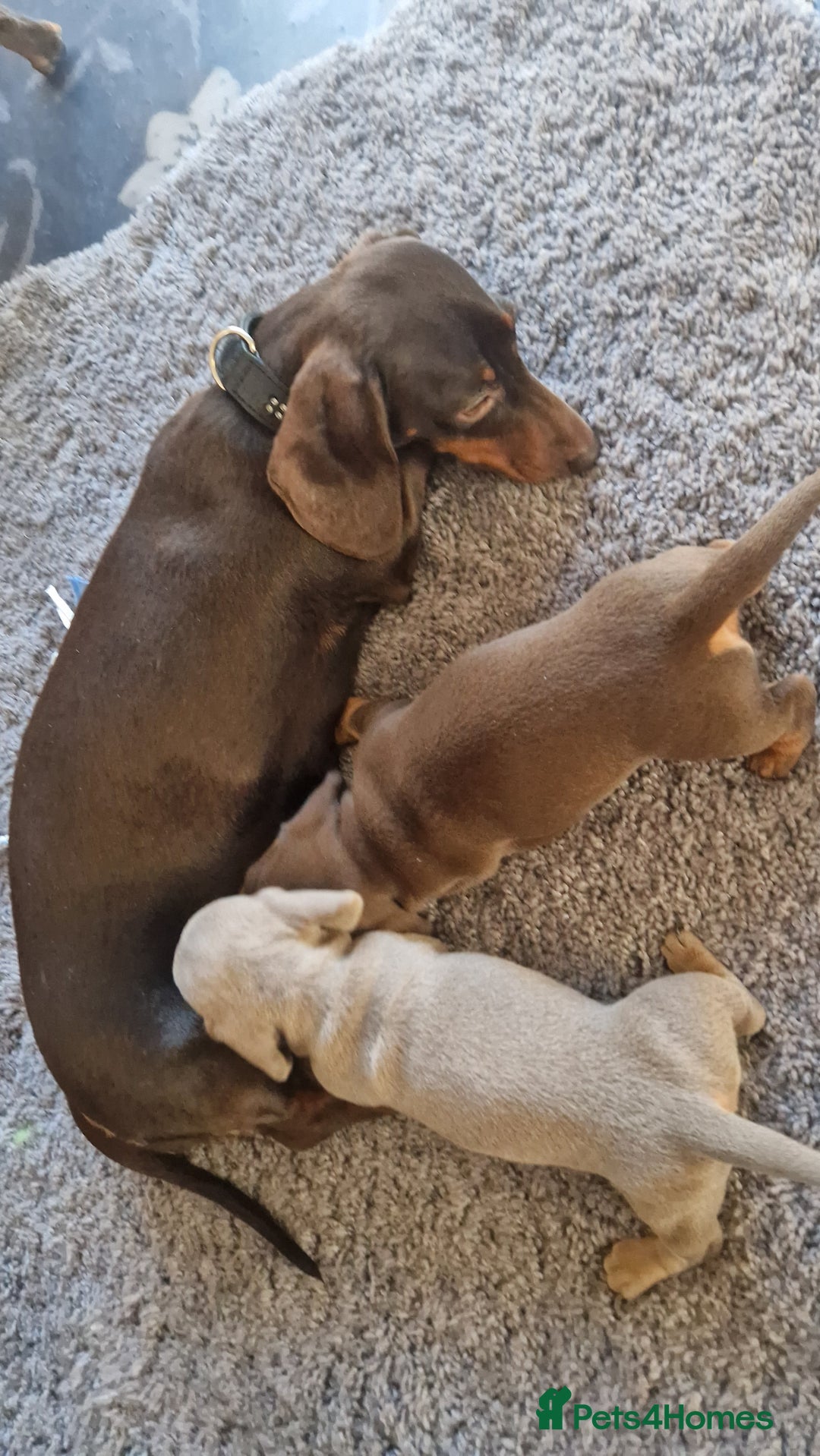 Miniature Dachshund dogs for sale: 1 beautiful kc puppy left ready 25/12/25 - Advert 7