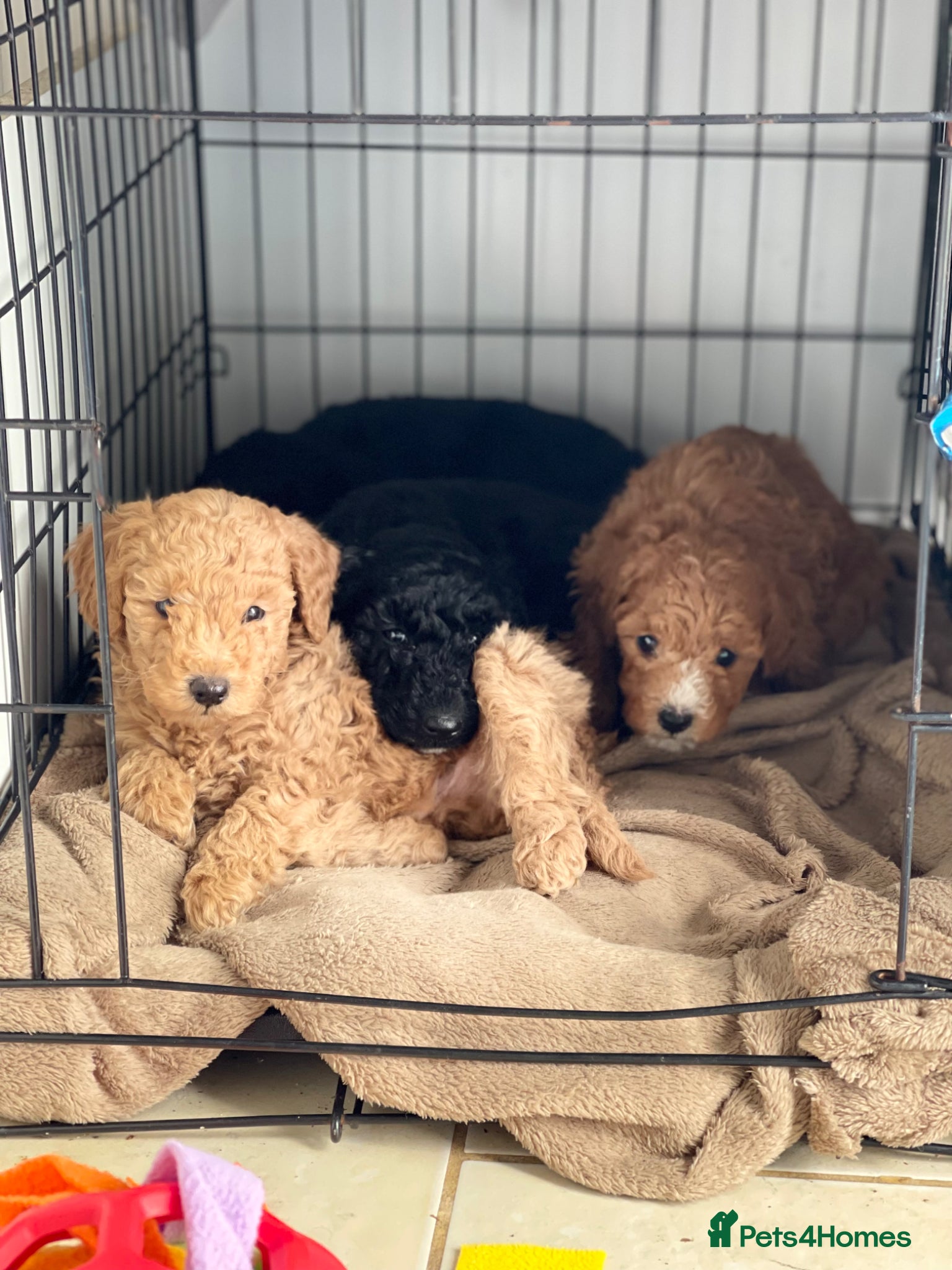 Miniature Poodle dogs miniature poodles  - Advert 4