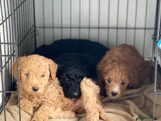 Miniature Poodle dogs miniature poodles - Advert 9