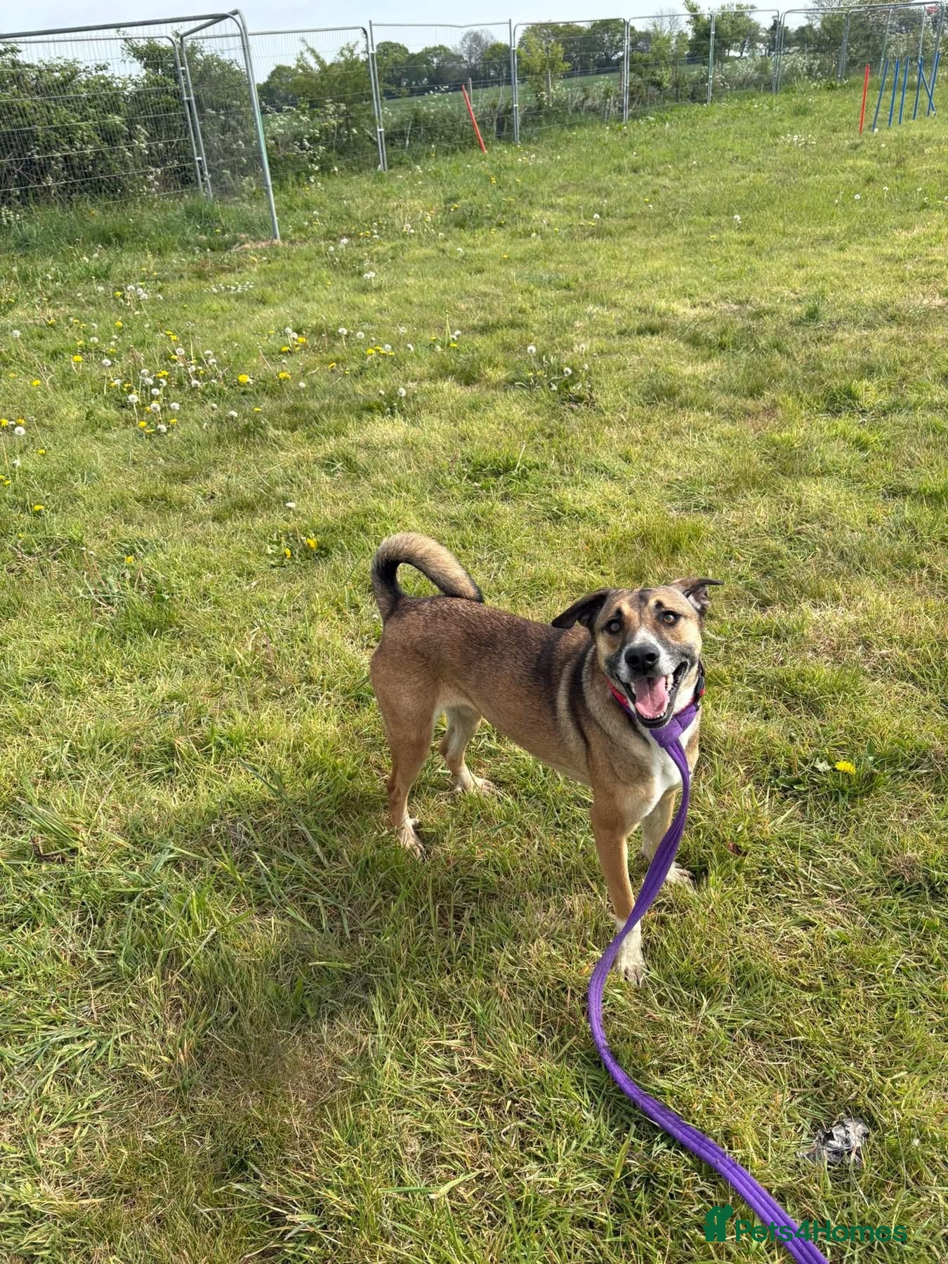 Mixed Breed dogs Lizzie - Norwich Norfolk  - Advert 1