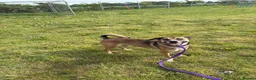 Mixed Breed dogs for adoption: Lizzie - Norwich Norfolk  - Advert 1