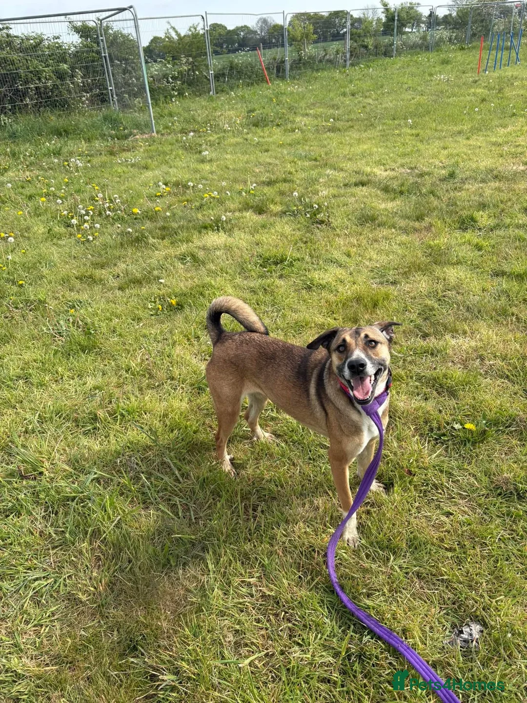 Mixed Breed dogs for adoption: Lizzie - Norwich Norfolk  - Advert 1