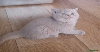 British Shorthair cats in Swadlincote - Advert 10