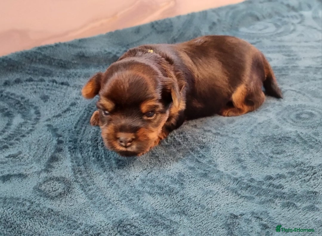 Yorkshire Terrier dogs for sale: 4 Lovely puppies  - Advert 24