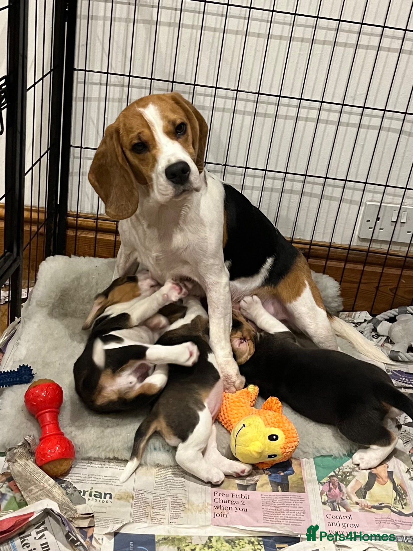 Beagle dogs Absolute Stunning Puppies (KC Reg)  - Advert 1