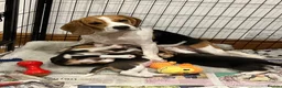 Beagle dogs for sale: Absolute Stunning Puppies (KC Reg)  - Advert 1