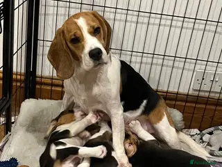 Beagle dogs Absolute Stunning Puppies (KC Reg) - Advert 1