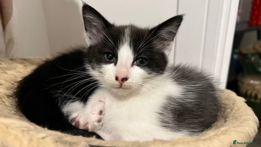 Mixed Breed cats for sale: Cute kittens and mom looking for a good home - Advert 14