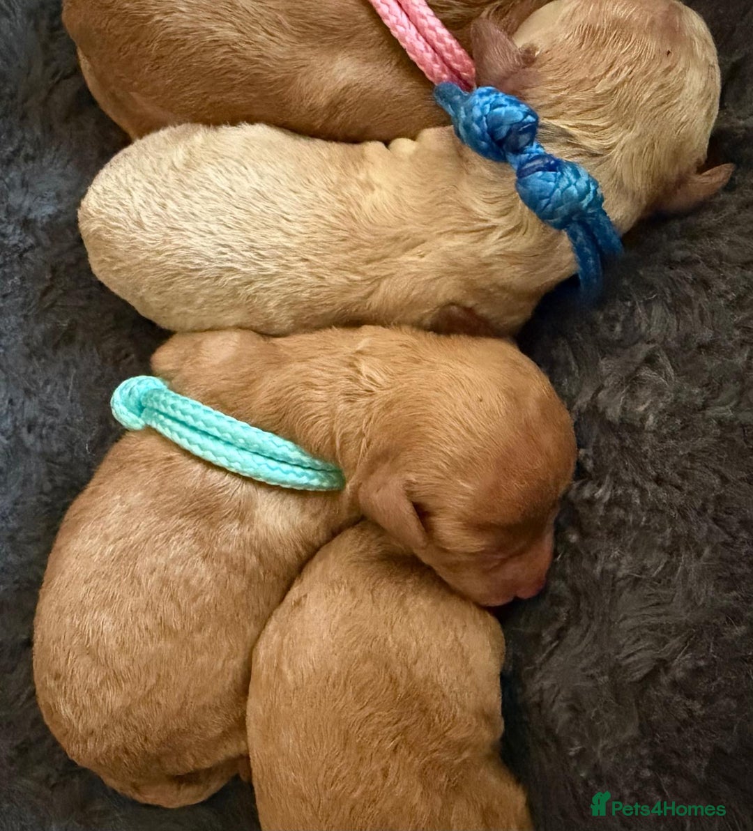 Toy Poodle dogs for sale: Adorable Tiny Toy Poodles - Advert 11