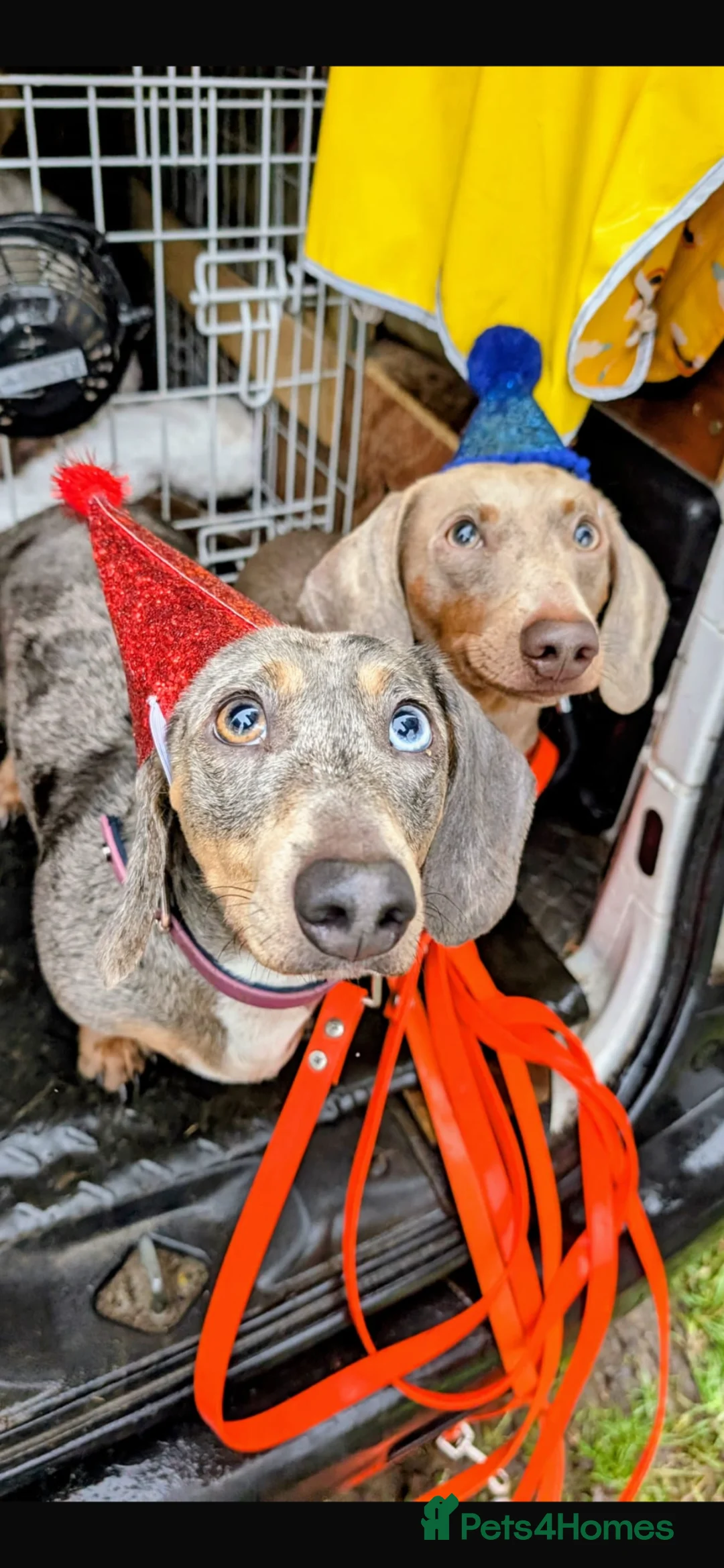 Miniature Dachshund dogs for sale: Kc registered miniature dachshund in Hull - Advert 8