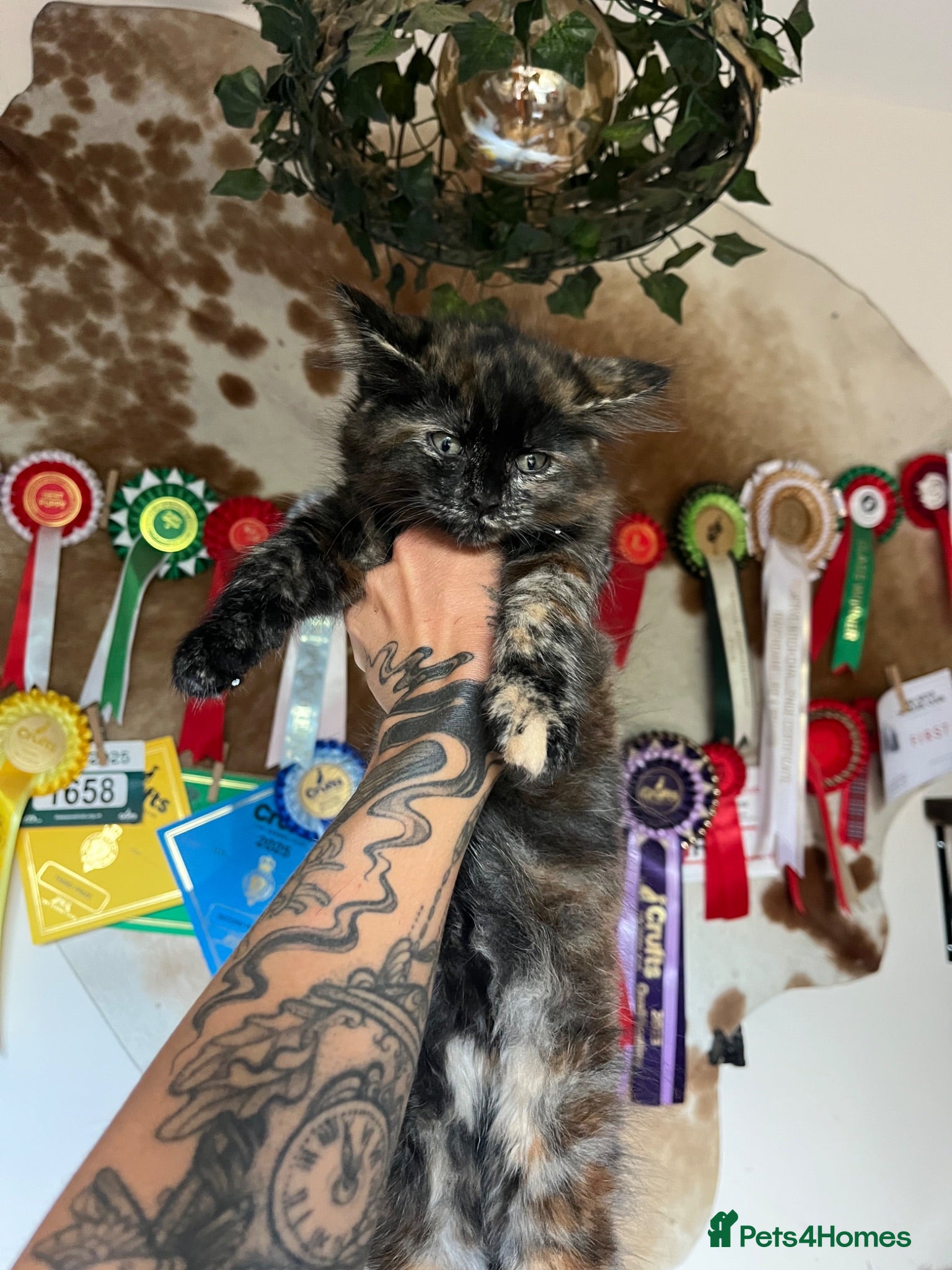 Mixed Breed cats Maine Coon Cross Long Haired Kittens available  - Advert 2