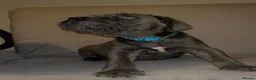 Cane Corso dogs for sale: 1 left 🐾🐶Cane Corso Mastiff Puppies for Sale  - Advert 17