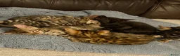 Bengal cats for sale: Beautiful bengals - Advert 14