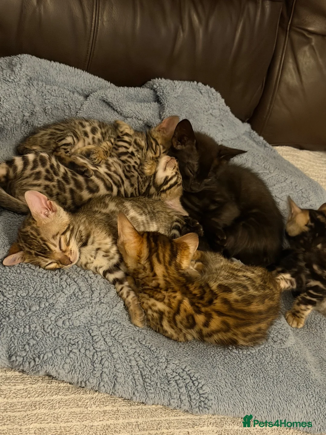Bengal cats for sale: Beautiful bengals - Advert 14