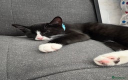 Domestic Shorthair cats for sale: Beautiful tuxedo boy - please read description - Image 2
