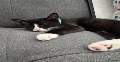 Domestic Shorthair cats - Advert 5