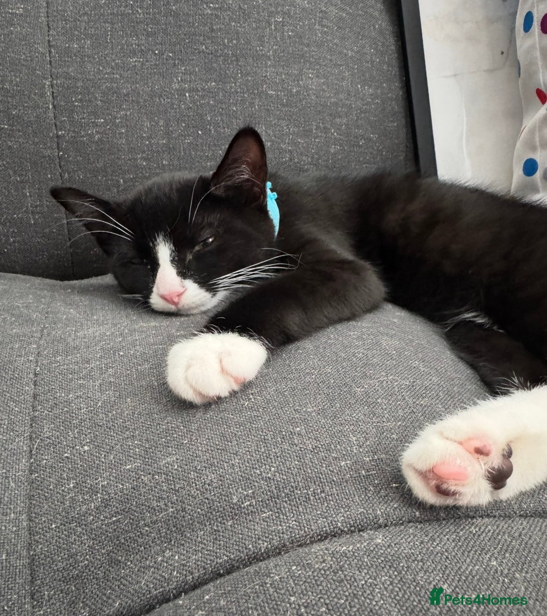 Domestic Shorthair cats for sale: Beautiful tuxedo boy - please read description - Image 2