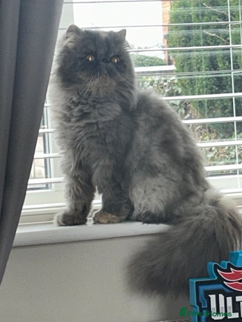 Persian cats - Advert 1