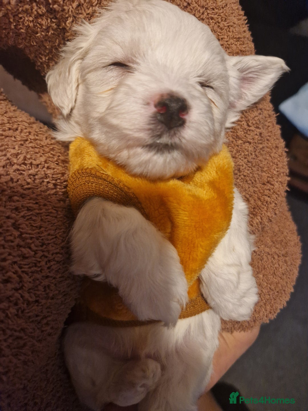 Maltese dogs for sale: Toy size miniture Maltese  🐶 💖  - Advert 10