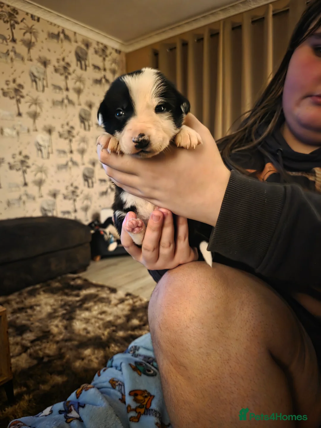 Mixed Breed dogs for sale: Gorgeous border collie cross puppies - Advert 10