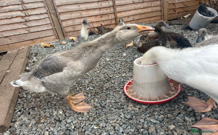 Geese poultry - Advert 1