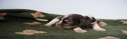 Cocker Spaniel dogs for sale: Exceptionally well health tested Kc show cockers - Advert 21
