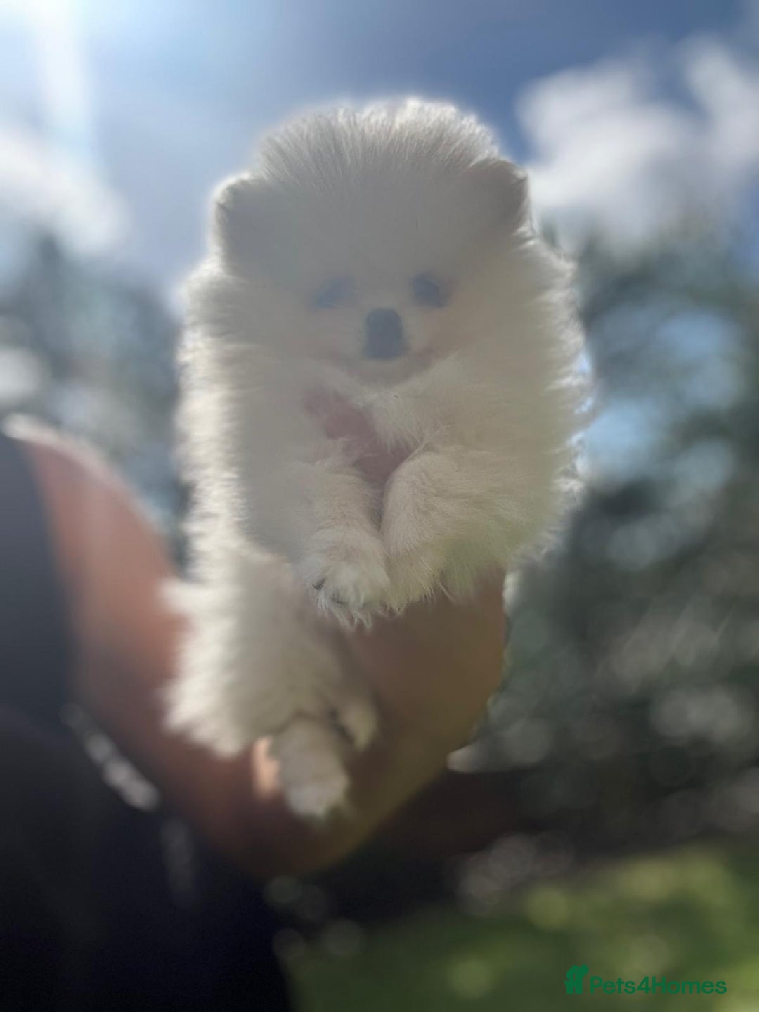Pomeranian dogs for sale: Quality girl ready now PRINCESS 💕 - Image 29