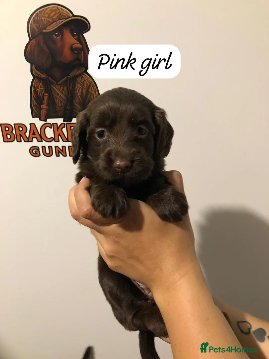 Sprocker dogs for sale: 5* F1 Sprocker puppies - Advert 1