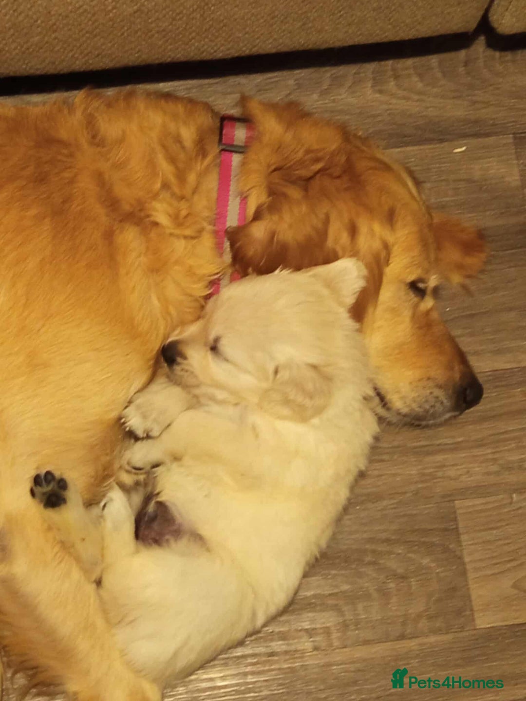 Golden Retriever dogs for sale: Golden Retriever Puppies - Mum & Dad family pets - Image 23
