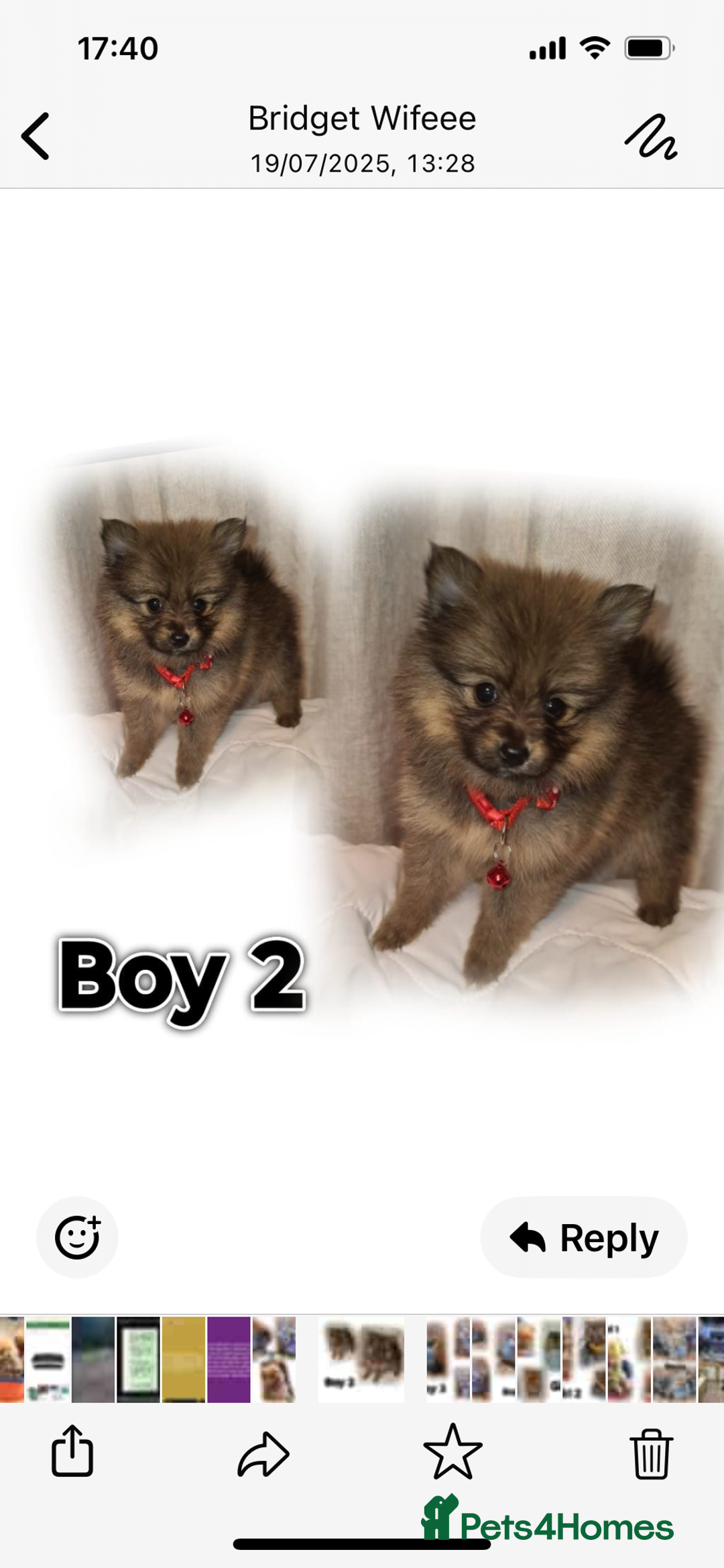 Pomeranian dogs for sale: Pomeranian. Full breed miniature puppies  - Image 10