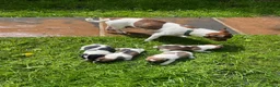 Jack Russell dogs for sale: Jack Russell Terrier 4 pedigree puppies in Newcastle upon Tyne - Advert 3