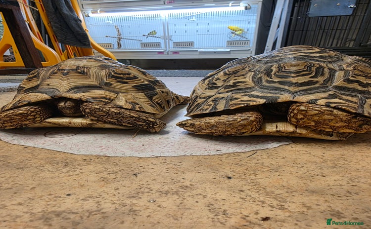 Tortoise reptiles - Advert 1