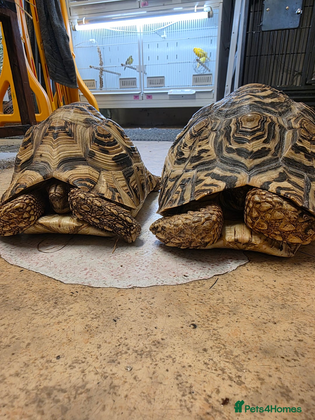 Tortoise reptiles for sale: Leopard Tortoise Pair - Image 1