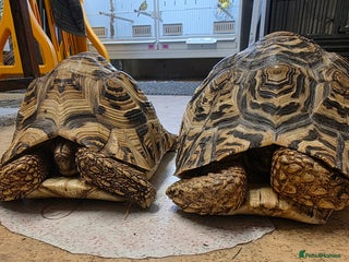 Tortoise reptiles - Advert 1