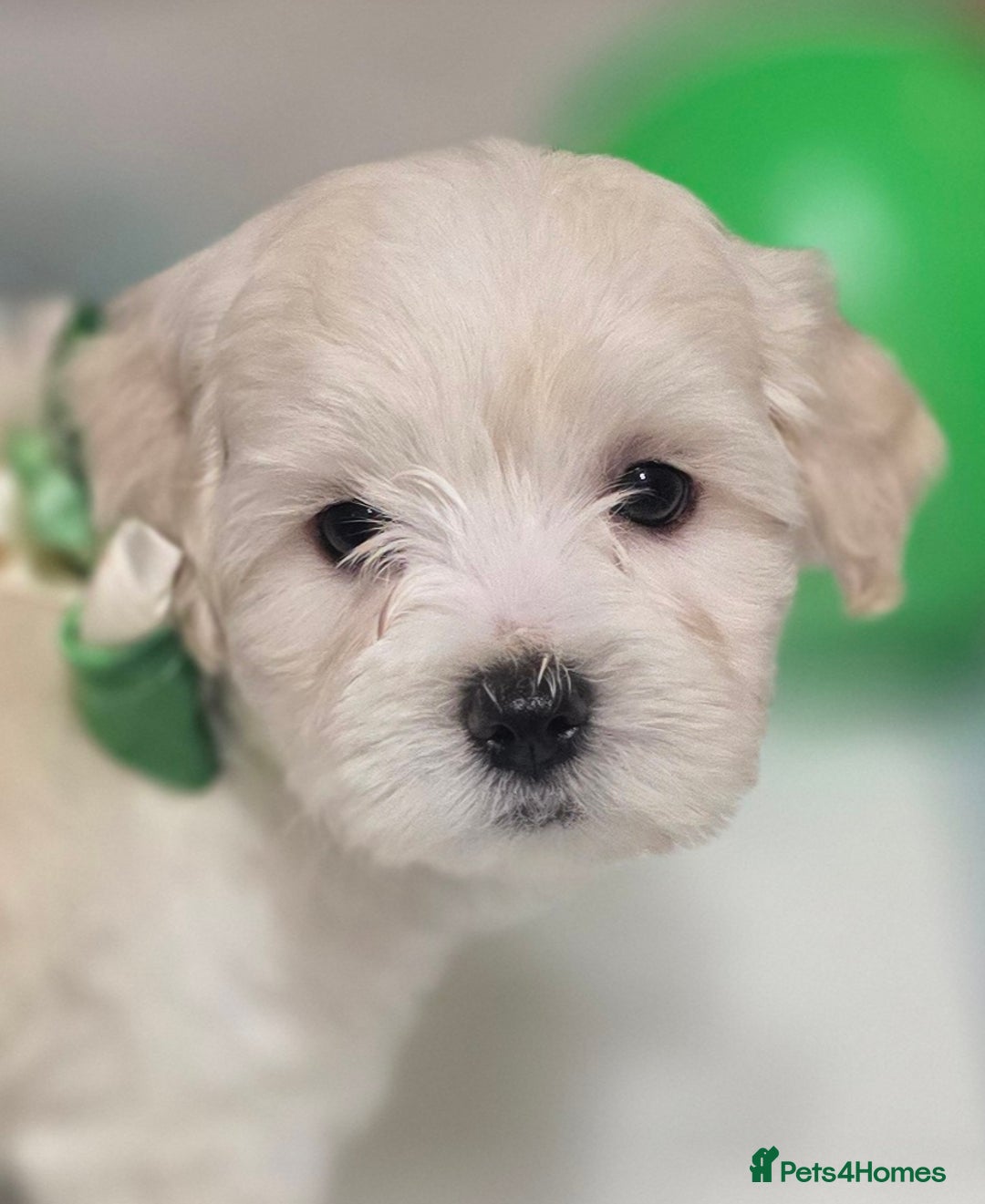Bichon Frise dogs for sale:  Adorable Bichon puppies 🐶 🩷🩷🩷 - Advert 1