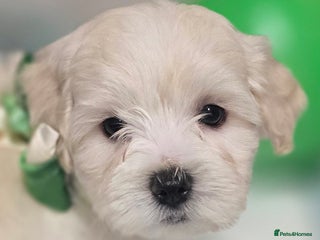 Bichon Frise dogs Adorable Bichon puppies 🐶 🩷🩷🩷 - Advert 18