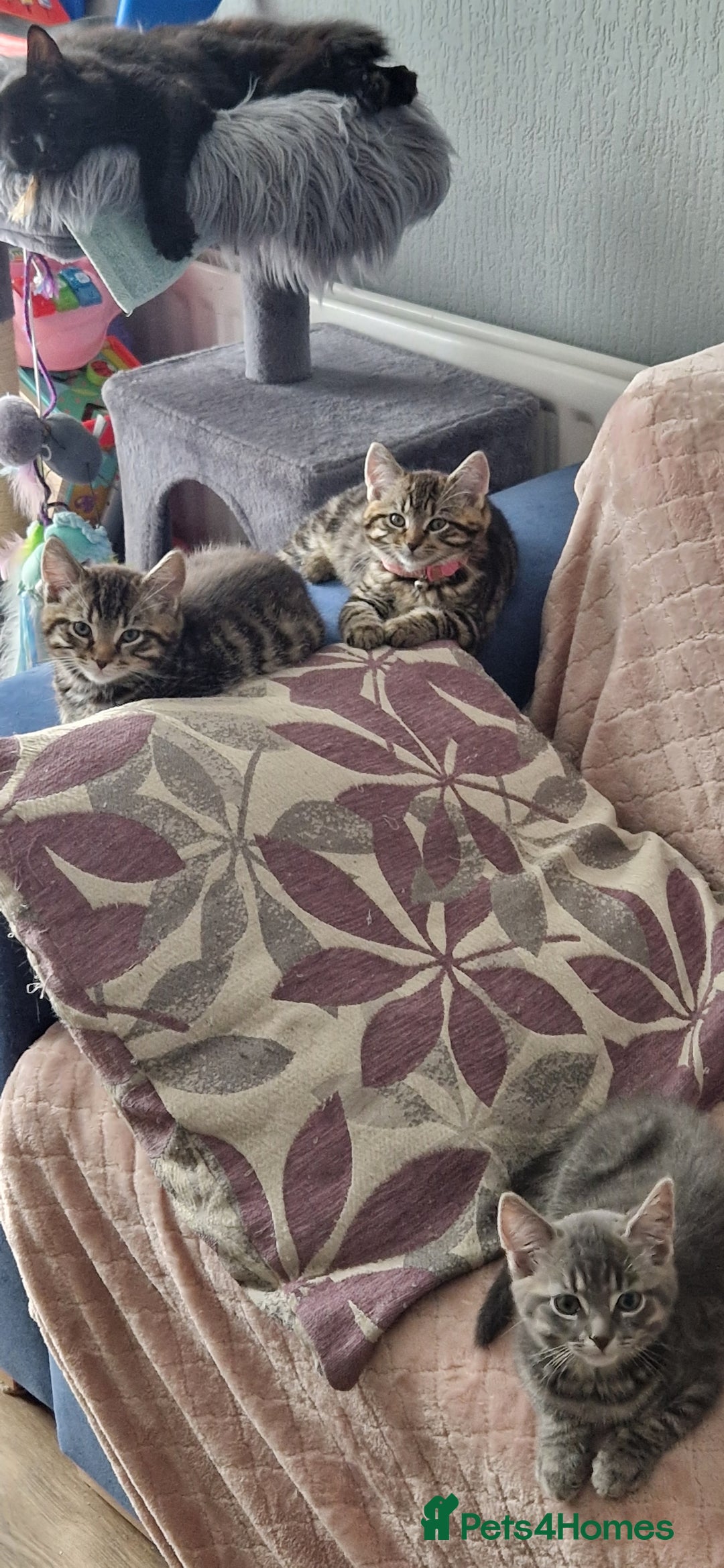 Mixed Breed cats for sale: 3 Mixed Kittens - Advert 3