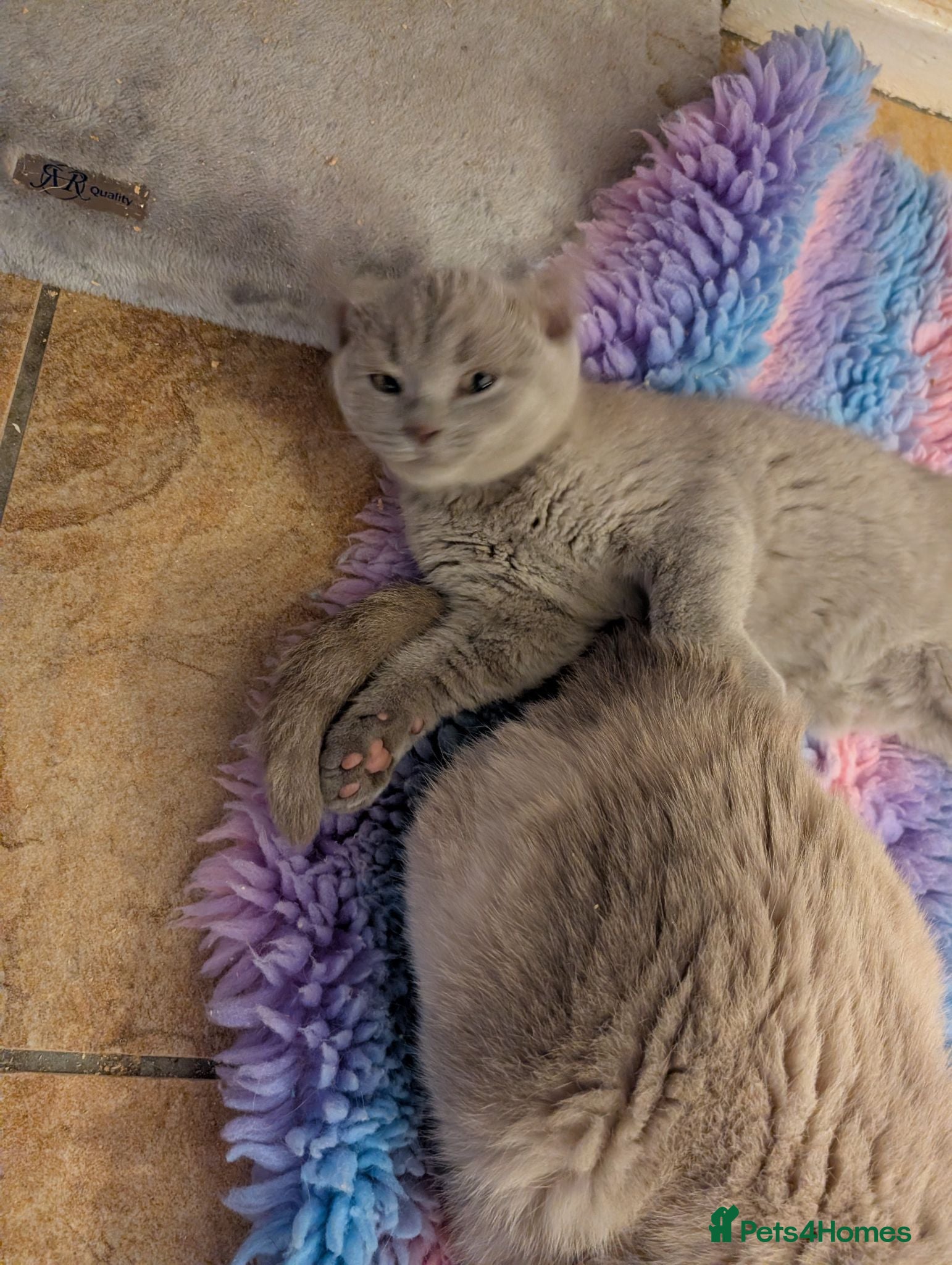 British Shorthair cats British shorthaired lilac and colourpointed  - Advert 1