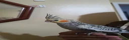 Cockatiels birds for sale: Hand Tamed Baby Cockatiels Super Friendly foe sale - Advert 8