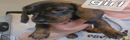 Dachshund dogs for sale: Miniature dachshunds  - Advert 15