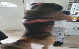 Caucasian Shepherd Dog dogs for sale: 5 year old male - Image 3