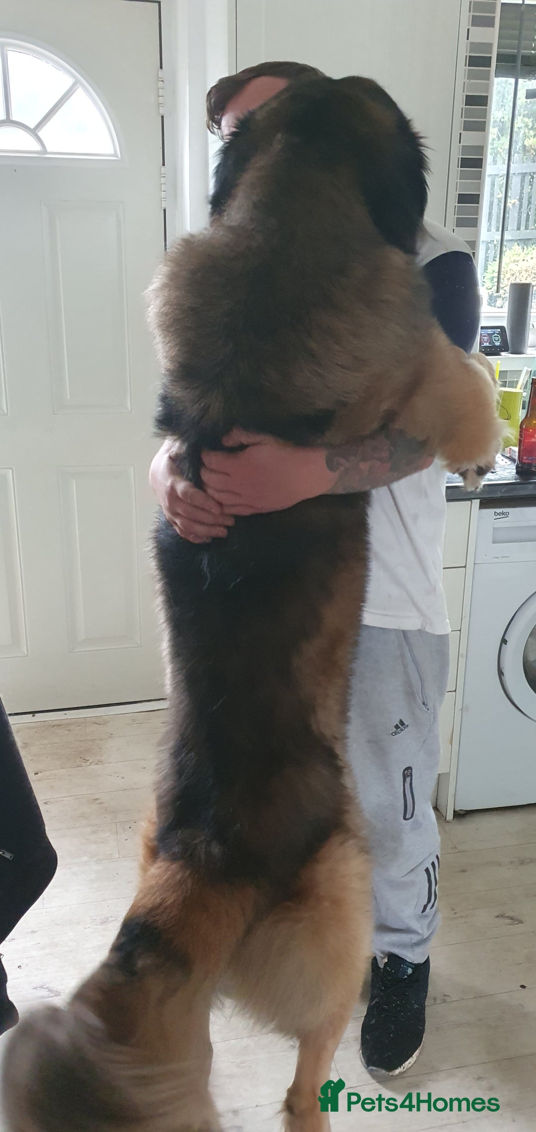 Caucasian Shepherd Dog dogs for sale: 5 year old male - Image 3