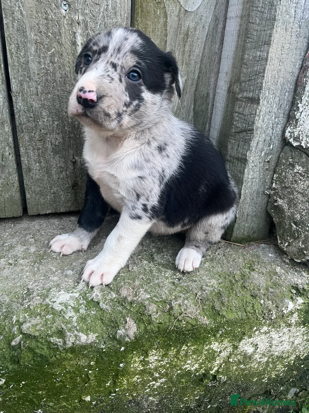 Mixed Breed dogs for sale: Border collie puppies - Advert 25