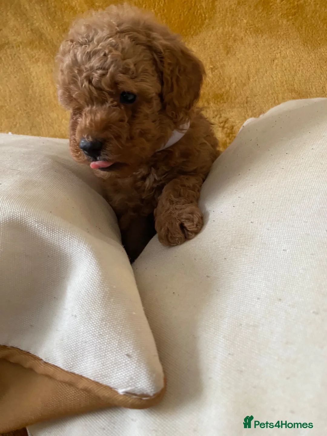 Toy Poodle dogs for sale: Toy poodle puppies in Derby - Advert 1