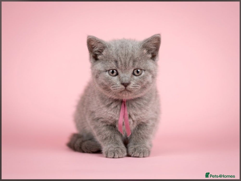 British Shorthair cats Pure Lilac BSH kittens available  - Advert 2