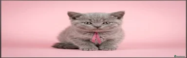 Pink collar 🩷