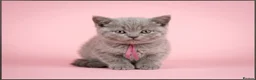 British Shorthair cats for sale: Pure Lilac BSH kittens available  - Advert 2