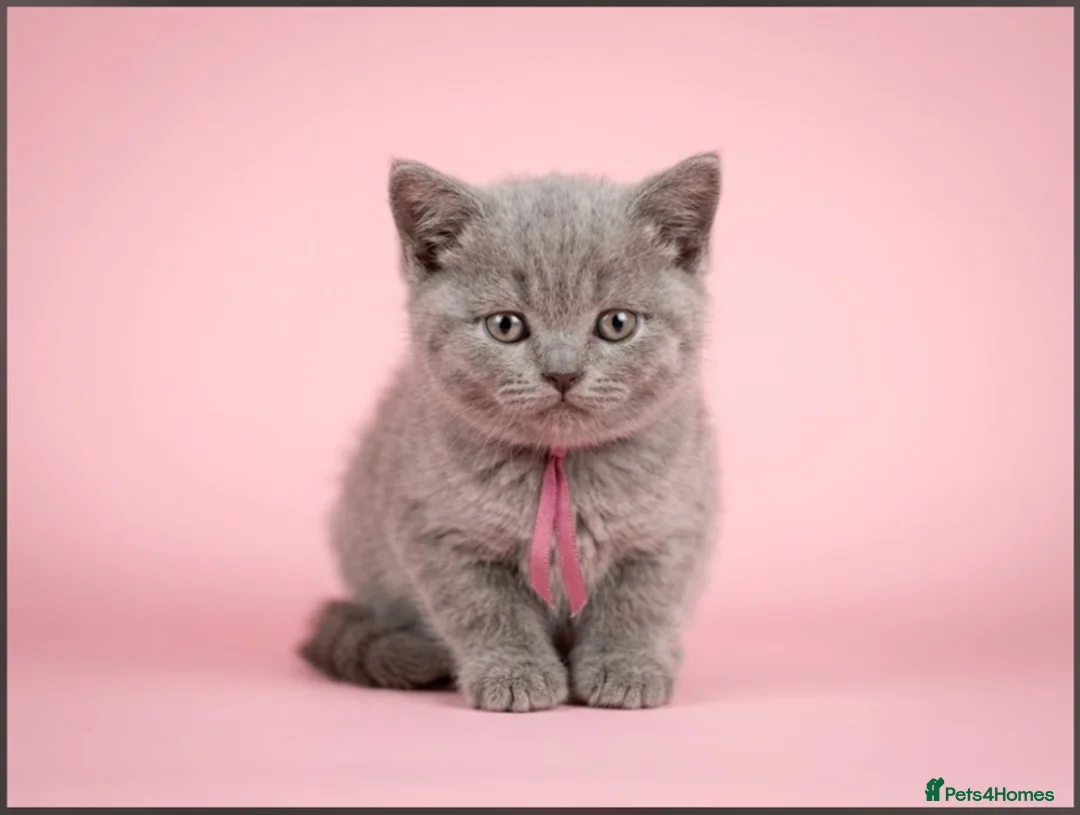 British Shorthair cats for sale: Pure Lilac BSH kittens available  - Advert 2